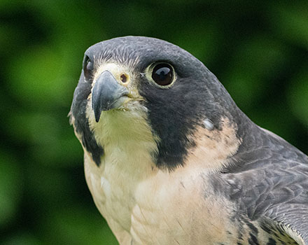 Peregrine Peregrine